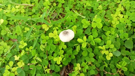 a-white-mushroom-amidst-the-greenery