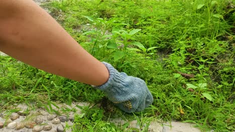 close-up-of-hands-pulling-weeds