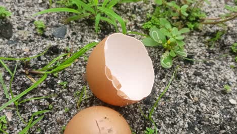 close-up-of-chicken-egg-shells-on-the-ground