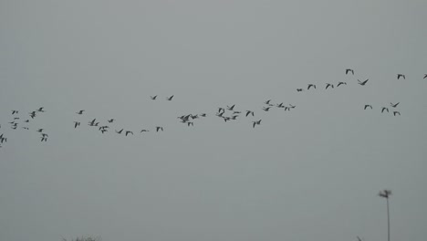 Flock-of-Bar-headed-Goose-Flying