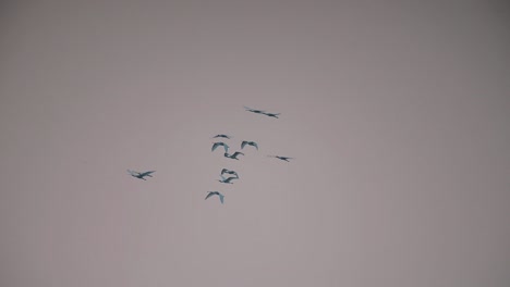 Flock-of-Eurasian-spoonbill-Flying-in-Morning