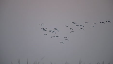 Flock-of-Bar-headed-goose-Flying-in-morning
