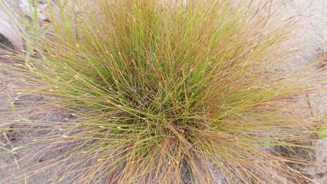 4k-close-up-of-wild-grass