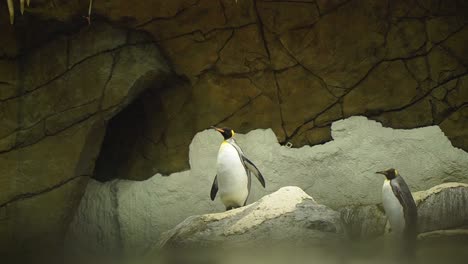 King-Pinguins-walking-around-rocky-cave-in-indoor-zoo-aquarium