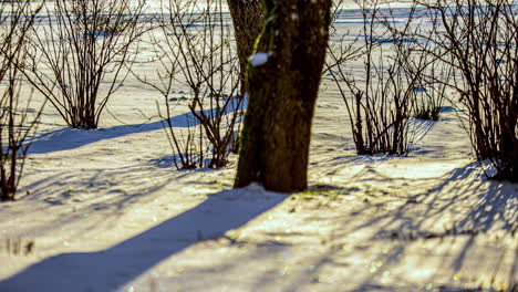 Low-Angle-Timelapse-of-Tree-Shadows-Moving-Across-the-Snow-in-Warm-Sunlight