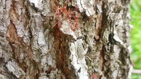 close-up-of-red-ants-on-tree-trunk