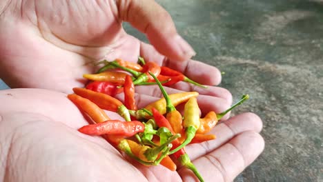 close-up-of-hand-holding-chili-pepper