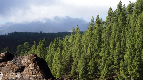 Scenic-landscape-at-Teide-National-Park-in-Tenerife-in-Canary-Islands-of-Spain,-volcanic-nature,-green-trees,-slow-low-moving-clouds-over-the-mountains,-sunny-day,-medium-shot