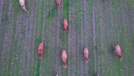 Aerial-view-of-cows-herd-grazing-on-pasture-field