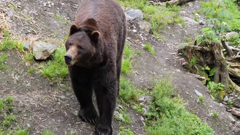 Large-male-brown-bear-walking-slowly.-Alaska