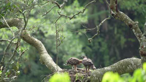 the-mother-and-chick-who-starting-to-mature-are-javan-hawk-eagle-birds-enjoying-eating-fresh-bat-meat-in-the-nest