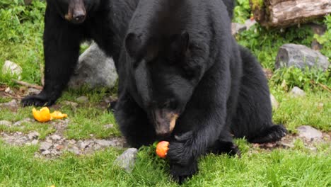 Oso-Negro-Comiendo-Frutas.-Alaska