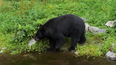 Slow-motion-of-a-Black-bear-near-the-river-bank