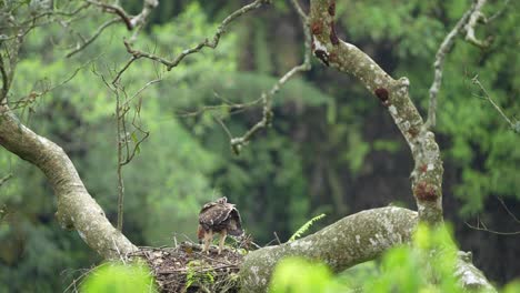 a-javan-hawk-eagle-chick-was-left-alone-by-its-father-and-mother-to-hunt-for-food