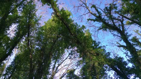 Looking-Up-In-Densely-Leaves-Growing-And-Crawling-Over-Tree-Branches