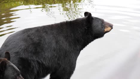 Zwei-Schwarzbären-In-Alaska