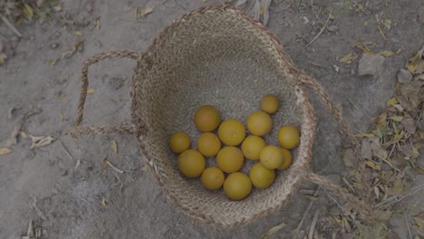 Orange-harvest-in-garden-the-citrus-orchard-in-Iran-the-organic-healthy-wonderful-fresh-taste-juicy-traditional-handmade-wooden-basket-craft-by-local-people-in-Tabas-desert-town-Nayband-agriculture