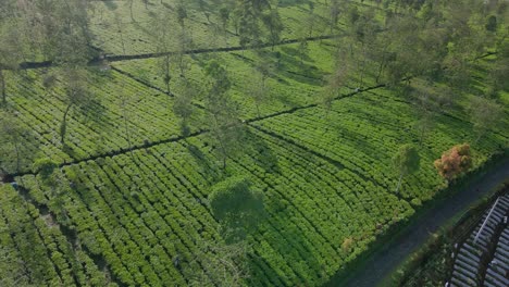 Orbit-drone-shot-of-green-tea-plantation-with-some-farmers-are-harvesting-tea-leaves