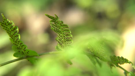 Fern-plants-have-beneath-or-pollen-under-their-leaves-which-subsequently-fall-to-form-new-fern-plants-on-the-ground