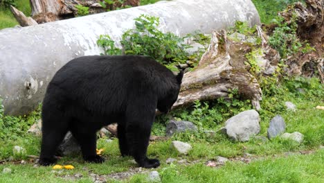Big-American-Black-Bear--in-Alaska
