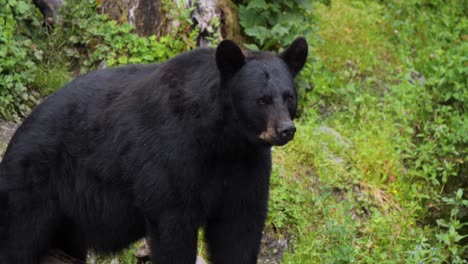American-black-bear-staring-menacingly