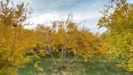 Wind-Im-Garten-Der-Granatapfelgarten-In-Der-Erntezeit-Herbst-Gelbe-Blätter-Baum-Grünes-Gras-Bewölktes-Wetter-Himmel-Rote-Reife-Früchte-Hängen-An-Einem-Ast-In-Der-Ländlichen-Landschaft-Des-Iran-Yazd-Wüstenstadt