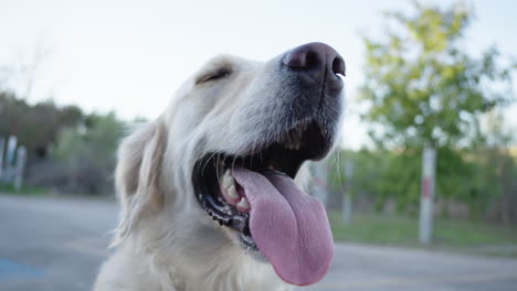 Tired-golden-retriever-dog-with-large-tongue-panting