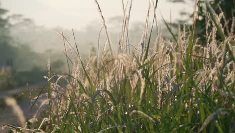 Weiche-Grasblumen-Glänzen-Im-Sonnenlicht-Der-Morgensonne-Mit-Wunderschönem-Bokeh-Hintergrund