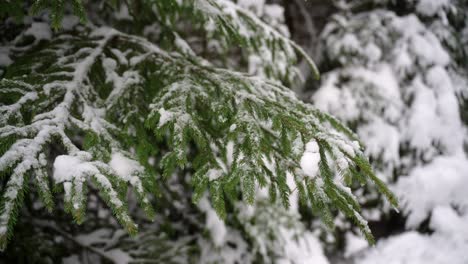 Green-branches-of-a-coniferous-tree-in-a-forest-covered-with-snow
