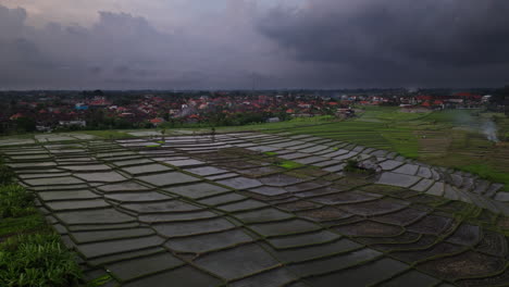 Lush-green-of-the-rice-plant-fields-are-covered-in-shadow-of-setting-sun