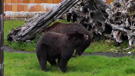 Zwei-Männliche-Braunbären-In-Alaska