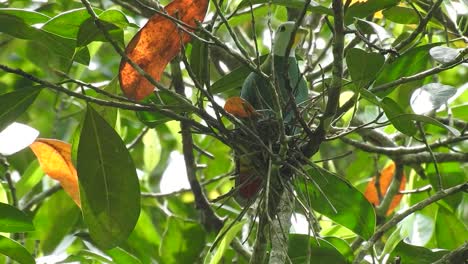 a-black-naped-fruit-dove-with-a-white-head-and-a-green-body-disguised-as-a-leaves,-silent-but-with-twinkling-eyes,-brooding-in-a-nest