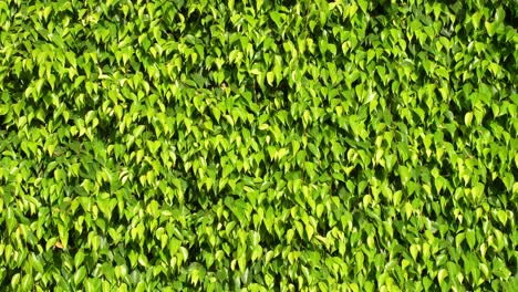 Bright-green-foliage-background-with-moving-leaves,-static-view