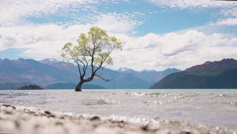 Lago-Wanaka-árbol-Nueva-Zelanda-Olas-En-La-Orilla