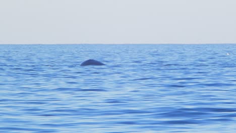 Eye-Level-Southern-Right-Whale-surfacing-showing-its-pectoral-fins-above-the-blue-water-and-dives-down-at-puerto-madryn
