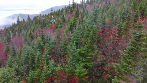 Mount-Washington-Forest-In-Der-Herbstsaison