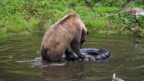 Female-Brown-Bear-playing-with-an-old-car-tire