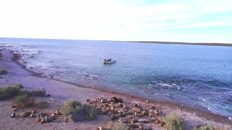 Drone-Revealing-a-Sea-Lion-Colony-on-the-beach-being-watched-by-a-group-of-tourists-from-the-boat-in-the-sea-at-puerto-valdes
