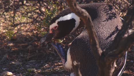 Single-Magellanic-Penguin-waiting-in-the-shade-of-the-bush-scratching-its-beak-with-webbed-foot-at-bahia-bustamante