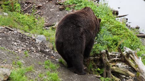 Male-brown-bear-sitting-down.-Alaska