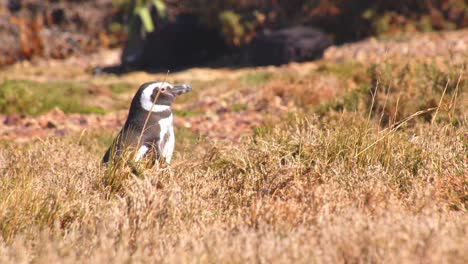 Un-Solo-Pingüino-Maellanico-Caminando-Por-La-Hierba-Seca-Y-Marrón-En-Bahía-Bustamante.