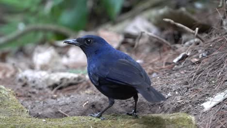 a-beautiful-javan-whistling-thrush-bird-is-pecking-at-earthworms-from-behind-a-dry-branch-covered-in-moss