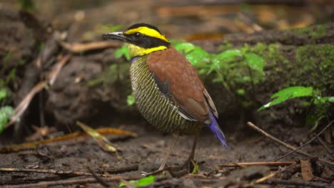 a-beautiful-colored-bird-called-javan-banded-pitta-with-dirty-beak-after-eating-worms-in-the-wet-ground