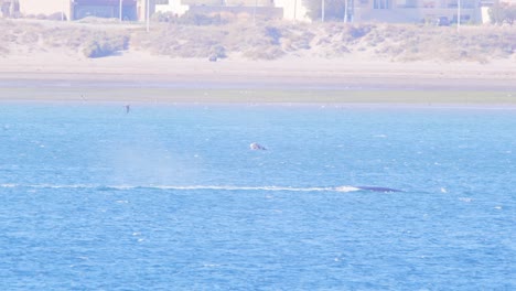 Southern-Right-Whale-Surfaces-and-releases-water-from-its-blowhole-causing-a-misty-splash-at-sea-around-puerto-madryn