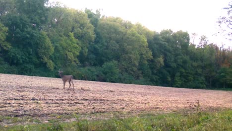 young-buck-white-tail-deer-cautiously-grazing-in-a-harvested-field-in-the-upper-Midwest