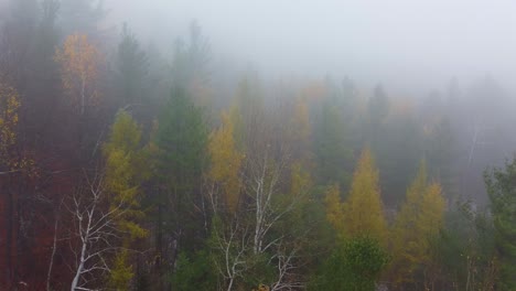 Fog-spruce-and-maple-tree-forest-in-fall-autumn-Mount-Washington,-New-Hampshire,-USA