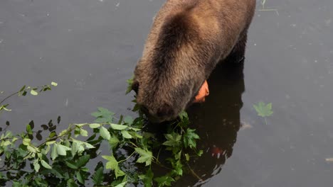 Brown-bear-chewing-a-branch.-Alaska