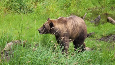 Big-female-brown-bear-walking-through-the-tall-grass