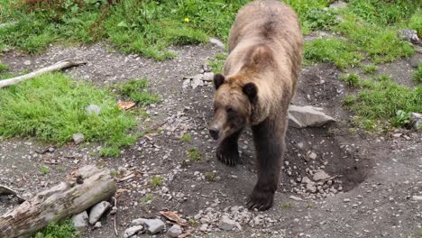 Female-brown-bear-walking-slowly.-Alaska