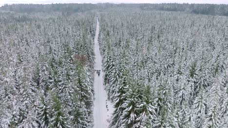 Group-of-friends-are-traveling-through-the-forest-on-a-snowy-road-in-a-winter-landscape